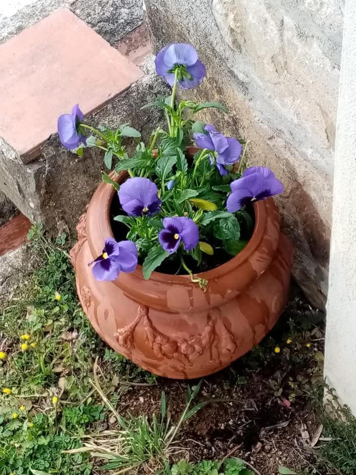 Vila Casa Serena Petrognano  Exteriér fotografie